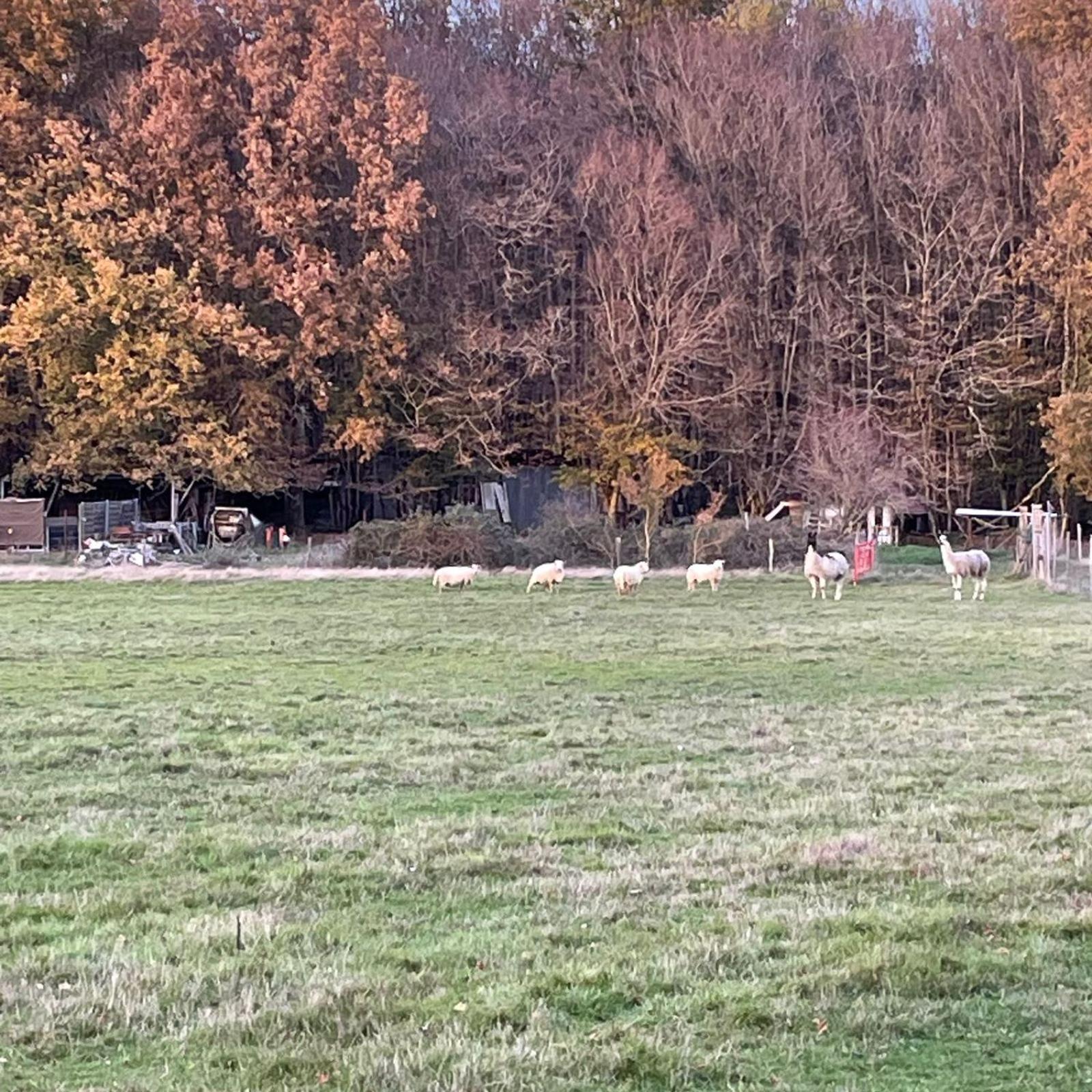 La Fermette Aux Lamas Savigny-Lévescault Exteriér fotografie